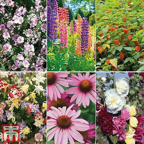 Bare Root Perennial Collection 1 Bare Root Perennial Collection