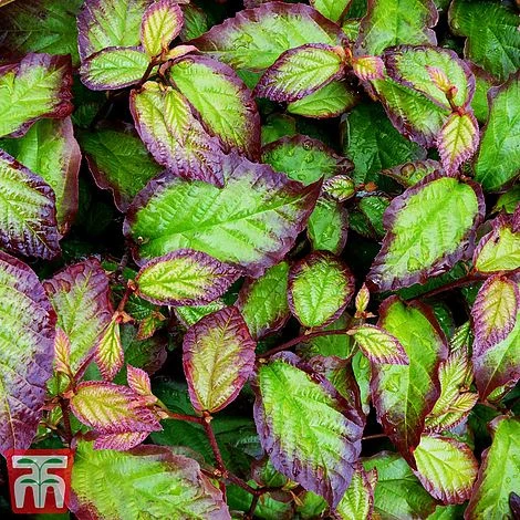 Parrotia Persica 'Persian Spire' 1 Parrotia Persica 'Persian Spire'