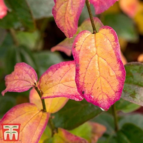 Parrotia Persica 'Persian Spire' 2 Parrotia Persica 'Persian Spire' - Image 2