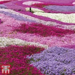 Nurserymans Choice Alpine Phlox