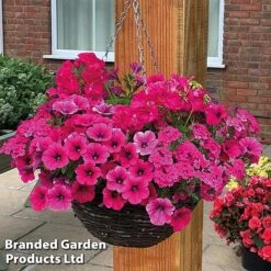 Pink Shockwave Preplanted Hanging Basket -Garden Supplies Sale pink shock