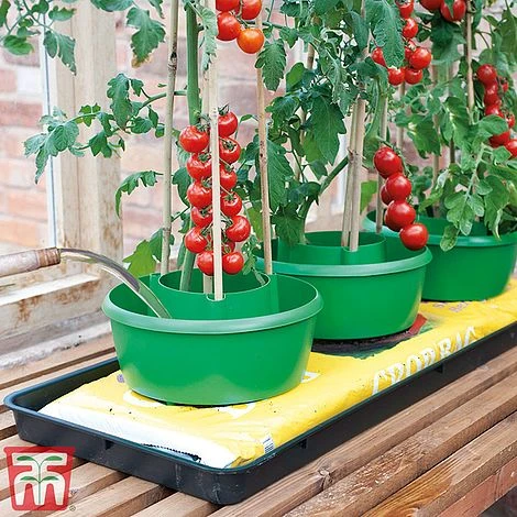 Plant Halos 1 Plant Halos