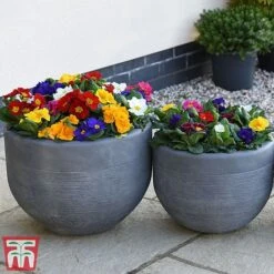 Primrose '100 Days Of Flower' -Garden Supplies Sale prim 1001