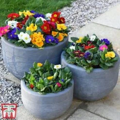 Primrose '100 Days Of Flower' -Garden Supplies Sale prim 1002