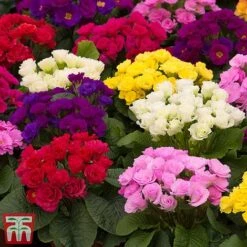 Primrose 'Primlet Tropical Mix' 14 Primrose 'Primlet Tropical Mix' -Garden Supplies Sale prim let3