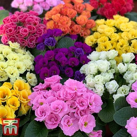 Primrose 'Primlet Tropical Mix' 5 Primrose 'Primlet Tropical Mix' - Image 5