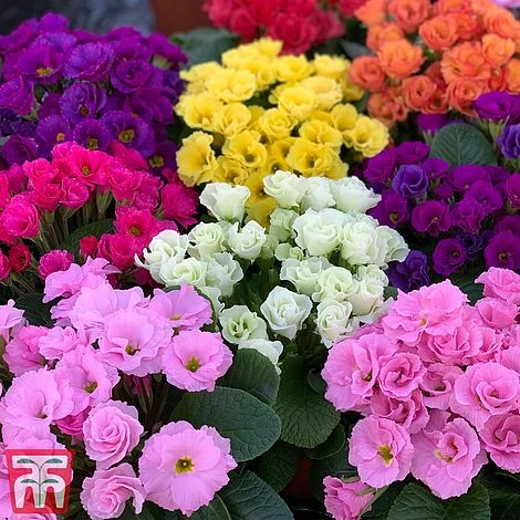 Primrose 'Primlet Tropical Mix' 2 Primrose 'Primlet Tropical Mix' - Image 2