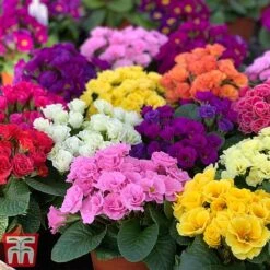 Primrose 'Primlet Tropical Mix' 15 Primrose 'Primlet Tropical Mix' -Garden Supplies Sale prim trop4