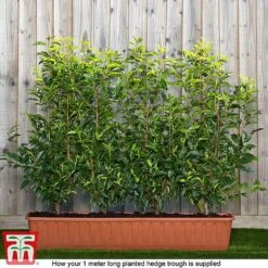 Prunus Lusitanica -Garden Supplies Sale prunus ready
