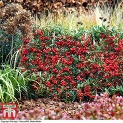 Pyracantha Coccinea 'Red Star' 14 Pyracantha Coccinea 'Red Star' -Garden Supplies Sale pyra red10