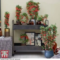 Pyracantha Coccinea 'Red Star' 16 Pyracantha Coccinea 'Red Star' -Garden Supplies Sale pyra red2