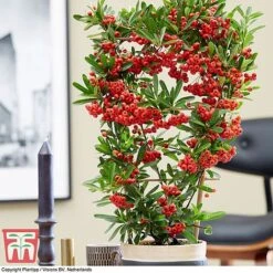 Pyracantha Coccinea 'Red Star' 20 Pyracantha Coccinea 'Red Star' -Garden Supplies Sale pyra red6