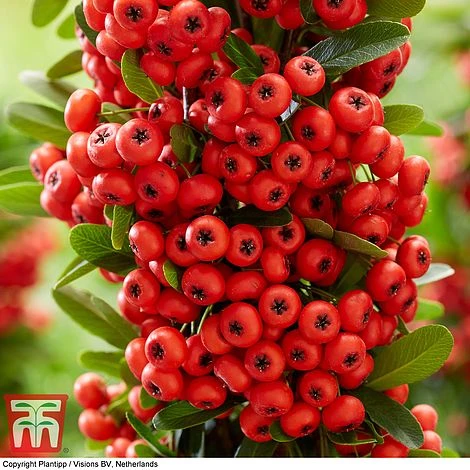 Pyracantha Coccinea 'Red Star' 10 Pyracantha Coccinea 'Red Star' - Image 10