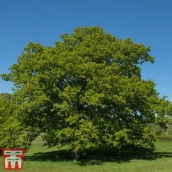 Truffle Tree - Oak 6 Truffle Tree - Oak -Garden Supplies Sale quer rob3