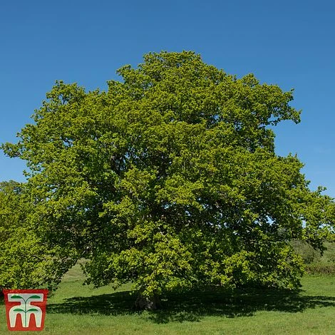 Truffle Tree - Oak 3 Truffle Tree - Oak - Image 3