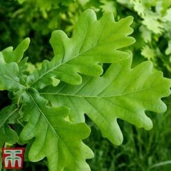 Truffle Tree - Oak 7 Truffle Tree - Oak -Garden Supplies Sale quer rob4