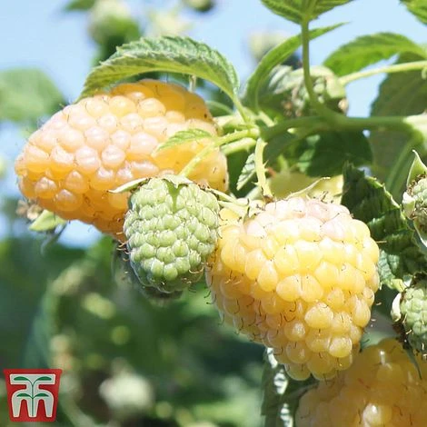 Raspberry 'Summer Lovers Garden Golden' 1 Raspberry 'Summer Lovers Garden Golden'