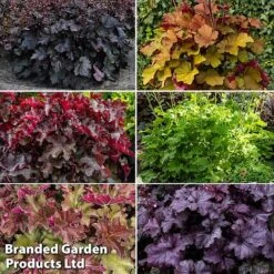 Heuchera Rex Collection -Garden Supplies Sale rex coll3