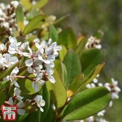 Rhaphiolepis Umbellata F. Ovata -Garden Supplies Sale rhap ume3