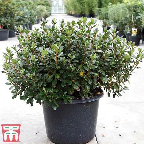 Rhododendron 'Conny' (Azalea Group) 1 Rhododendron 'Conny' (Azalea Group)