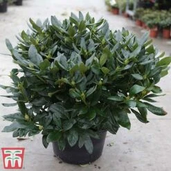 Rhododendron 'Cunningham's White' -Garden Supplies Sale rhod cunn