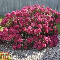Rhododendron 'Germania' -Garden Supplies Sale rhod germ