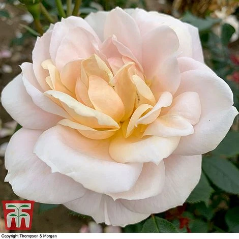 Rose 'Champagne Moment' (Floribunda Rose) 2 Rose 'Champagne Moment' (Floribunda Rose) - Image 2