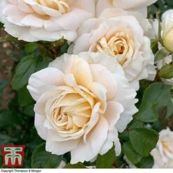 Rose 'Champagne Moment' (Floribunda Rose) 7 Rose 'Champagne Moment' (Floribunda Rose) -Garden Supplies Sale rose cham3