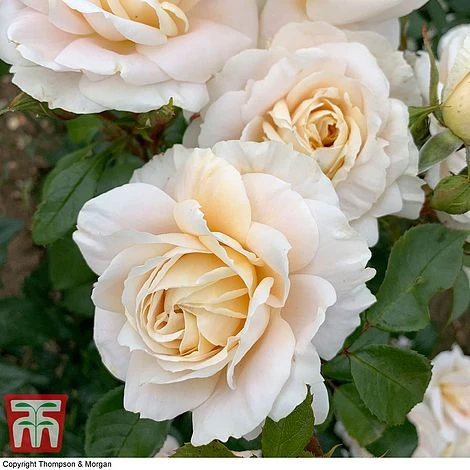 Rose 'Champagne Moment' (Floribunda Rose) 3 Rose 'Champagne Moment' (Floribunda Rose) - Image 3
