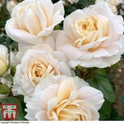 Rose 'Champagne Moment' (Floribunda Rose) 8 Rose 'Champagne Moment' (Floribunda Rose) -Garden Supplies Sale rose cham4