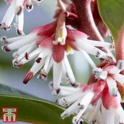 Sarcococca Hookeriana 'Winter Gem' -Garden Supplies Sale s2TM