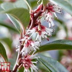 Sarcococca Hookeriana 'Winter Gem' -Garden Supplies Sale s3TM