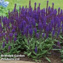 Perennial Pollinator Collection -Garden Supplies Sale salv ble