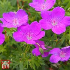 Hardy Geranium Collection 9 Hardy Geranium Collection -Garden Supplies Sale sanguineum