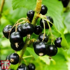 Blackcurrant 'Ben Sarek' -Garden Supplies Sale sarek2