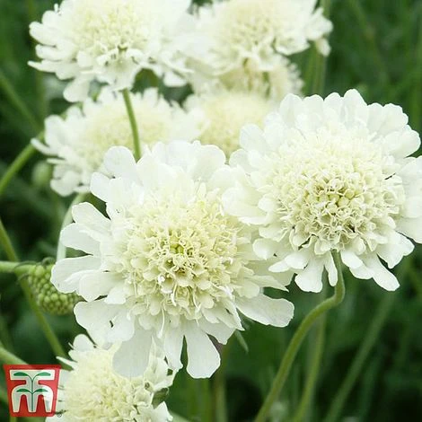 Scabious Columbaria Subsp. Ochroleuca 1 Scabious Columbaria Subsp. Ochroleuca