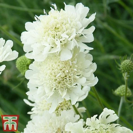 Scabious Columbaria Subsp. Ochroleuca 2 Scabious Columbaria Subsp. Ochroleuca - Image 2
