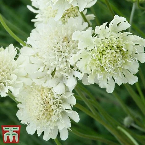 Scabious Columbaria Subsp. Ochroleuca 3 Scabious Columbaria Subsp. Ochroleuca - Image 3