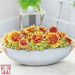 Sempervivum 'Chick Charms® Gold Nugget' -Garden Supplies Sale semp chi d
