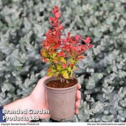 Super Saver Shrub Mix -Garden Supplies Sale shrub coll sup