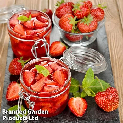 Nurserymans Choice Strawberry 3 Nurserymans Choice Strawberry - Image 3