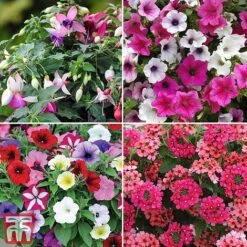 Nurseryman's Choice Container Mix -Garden Supplies Sale sumbed52