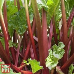 Rhubarb 'Sanvitos®' Duo -Garden Supplies Sale summer2