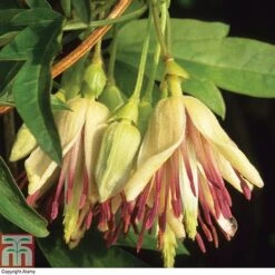 Clematis Napaulensis -Garden Supplies Sale t13919 AD62B7FD 9DF9 C981 E310855DB2E67104
