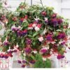 Fuchsia Trailing Pre-Planted Basket