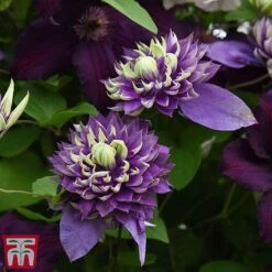 Clematis Florida 'Taiga' -Garden Supplies Sale taig4
