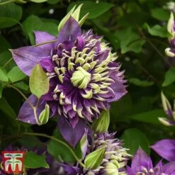 Clematis Florida 'Taiga' -Garden Supplies Sale taiga