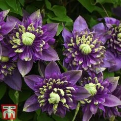 Clematis Florida 'Taiga' -Garden Supplies Sale taiga3