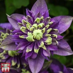 Clematis Florida 'Taiga' -Garden Supplies Sale taiga5