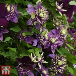 Clematis Florida 'Taiga' -Garden Supplies Sale taiga6